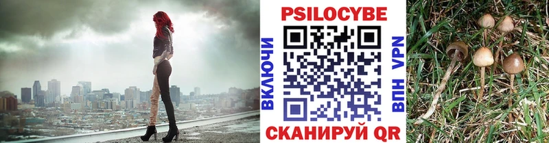купить Плёс даркнет клад Галлюциногенные грибы Psilocybine cubensis